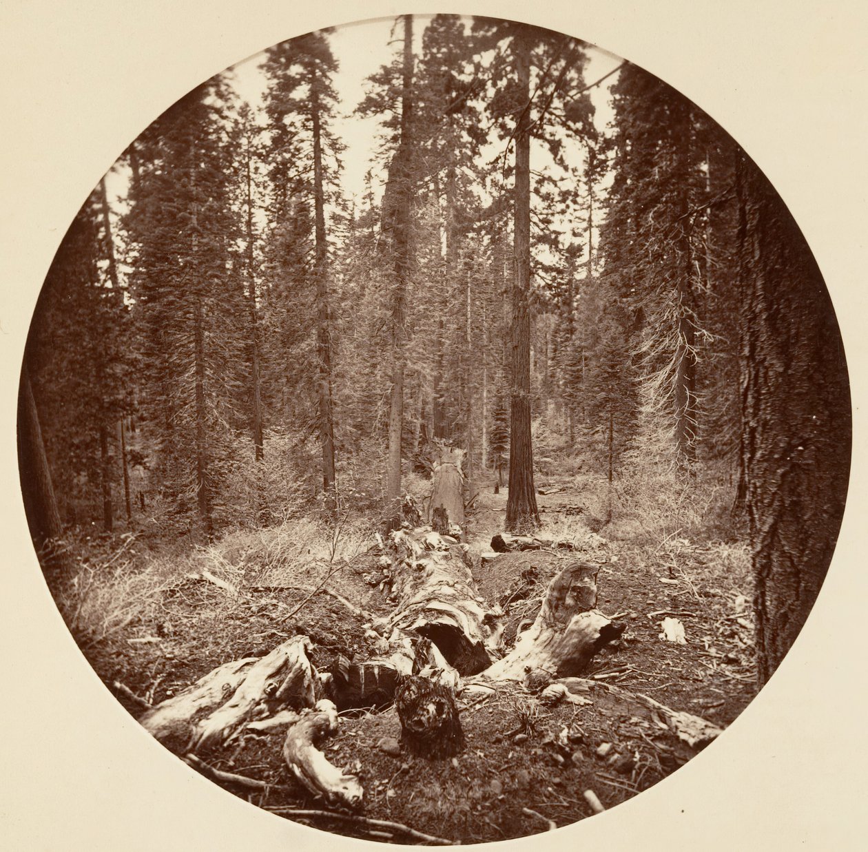 [Yosemite National Park, Californien], ca. 1878. af Carleton Emmons Watkins