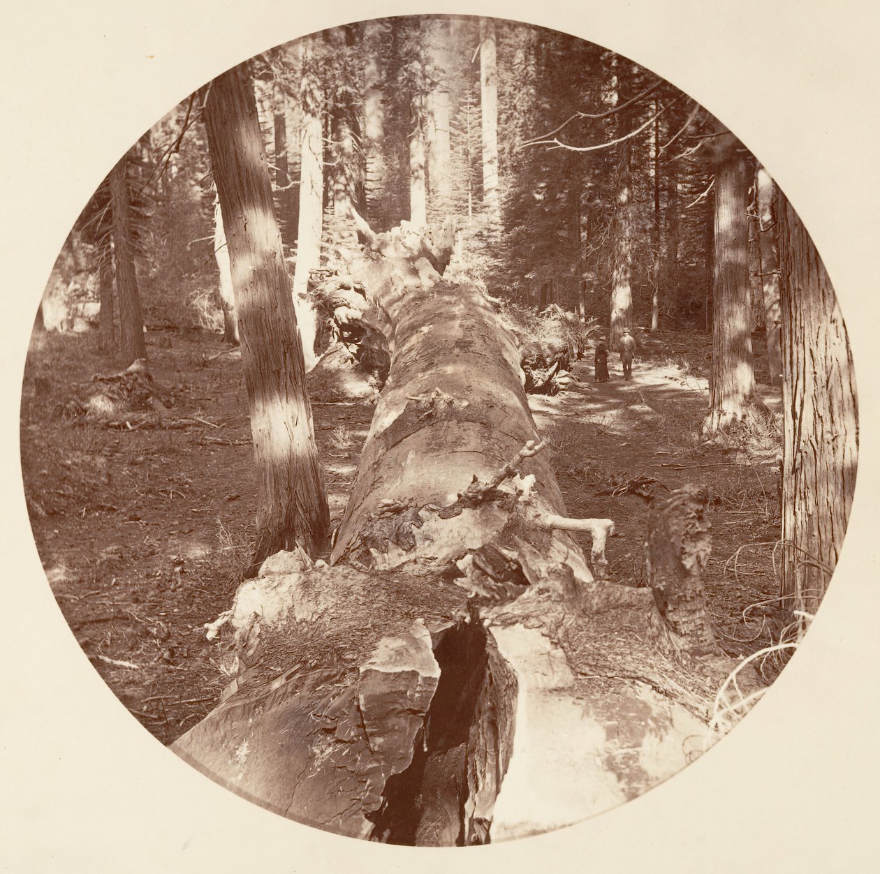 [Yosemite National Park, Californien], ca. 1878. af Carleton Emmons Watkins