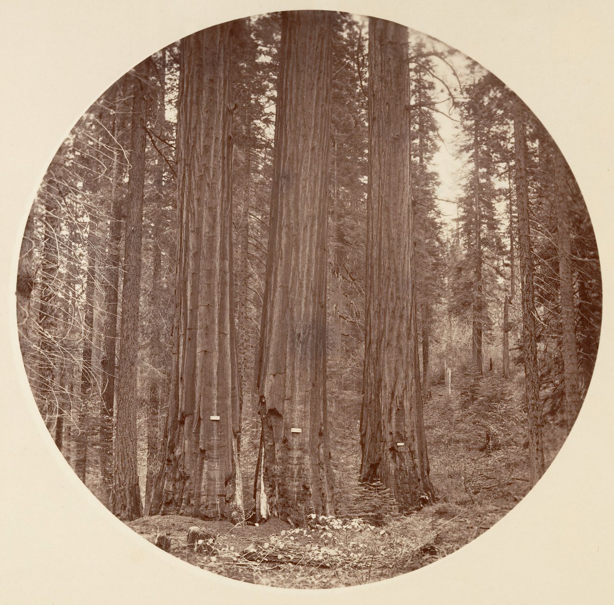 [Yosemite National Park, Californien], ca. 1878. af Carleton Emmons Watkins