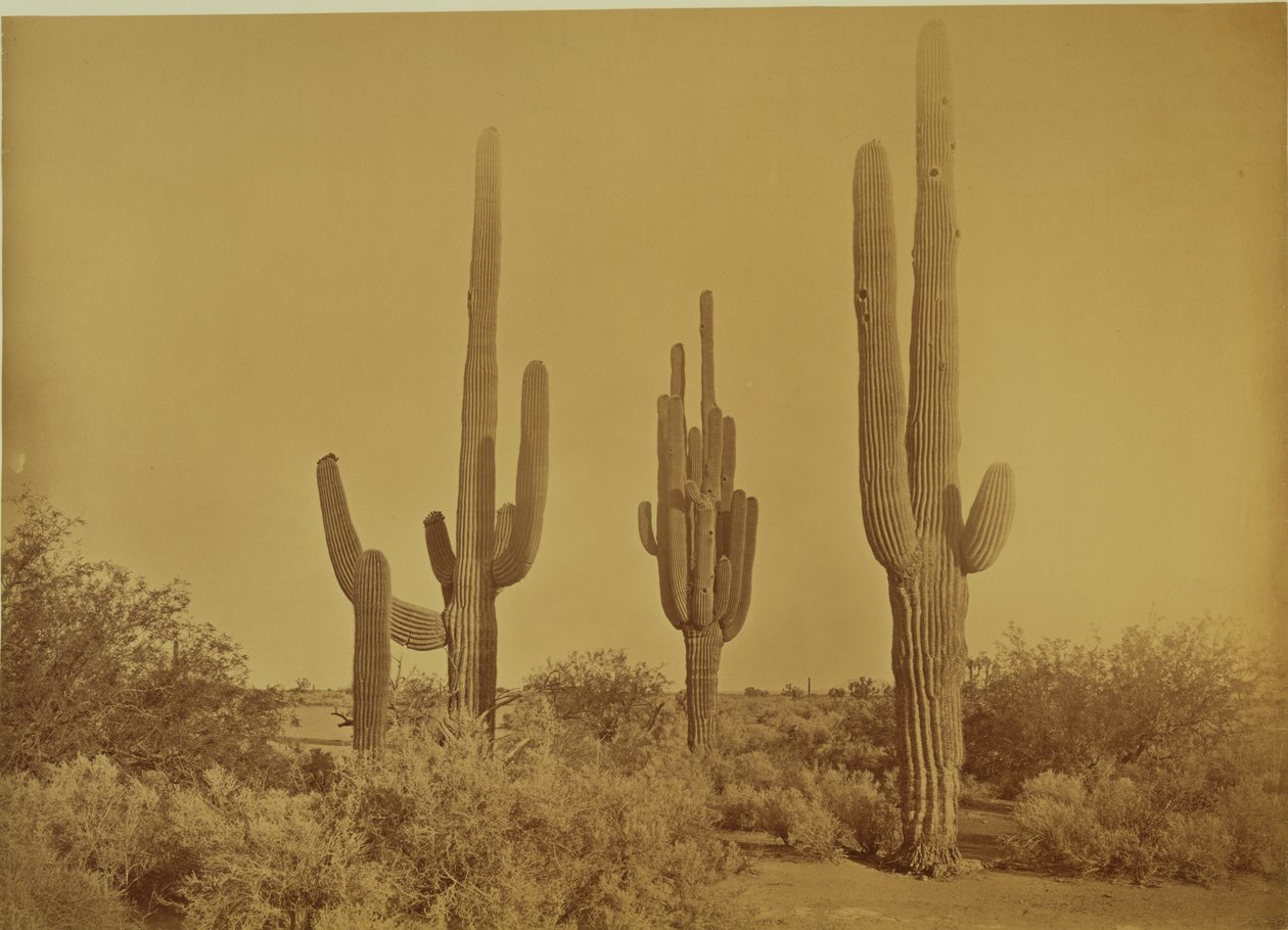 [Kaktus, Arizona - Cereus Giganteus]. af Carleton Watkins