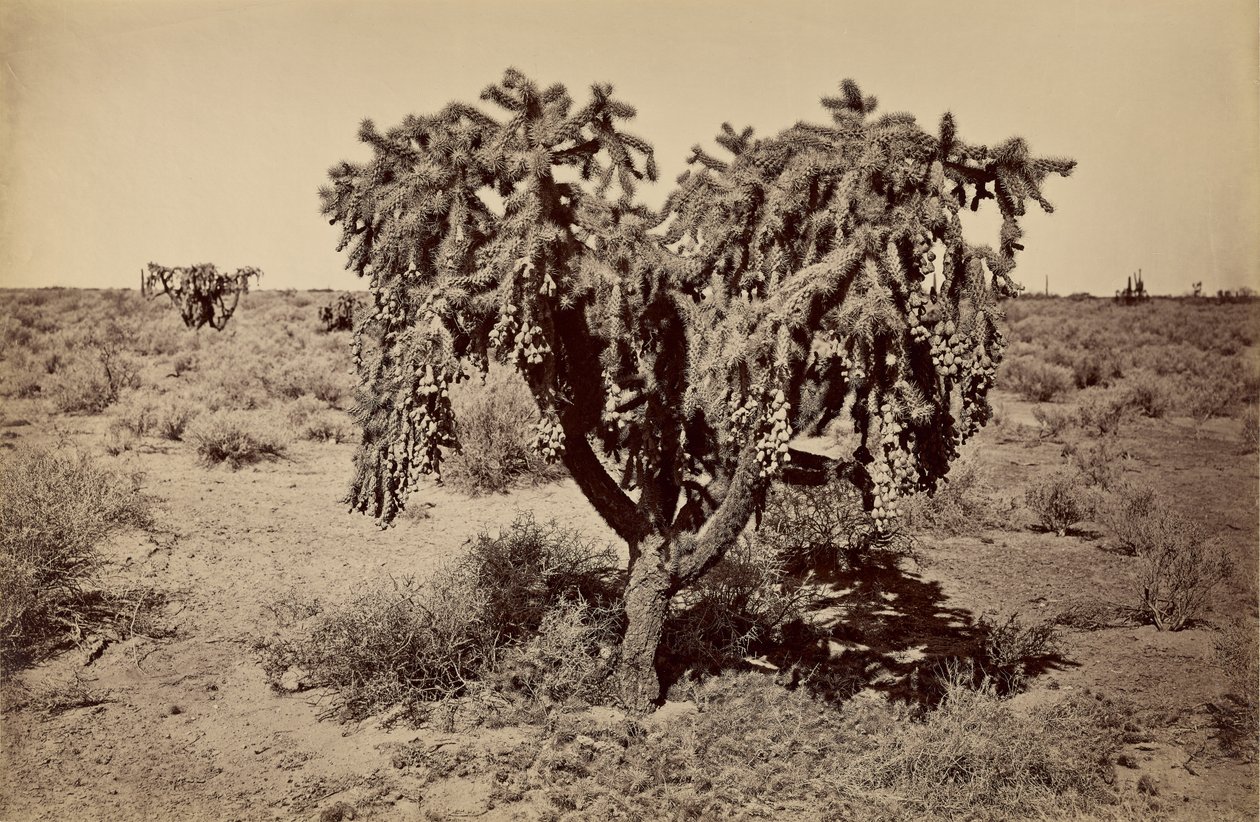 [Kaktus, Arizonas ørken] af Carleton Watkins