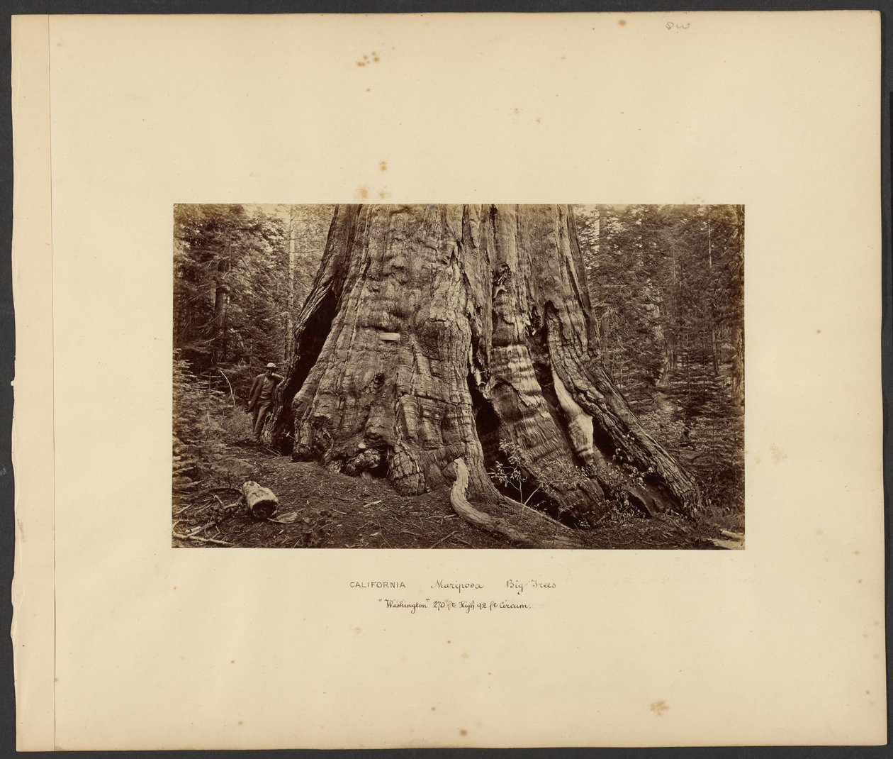 [Californien - Mariposa Big Trees, "Washington" 270 fod høj, 92 fod i omkreds]. af Carleton Watkins