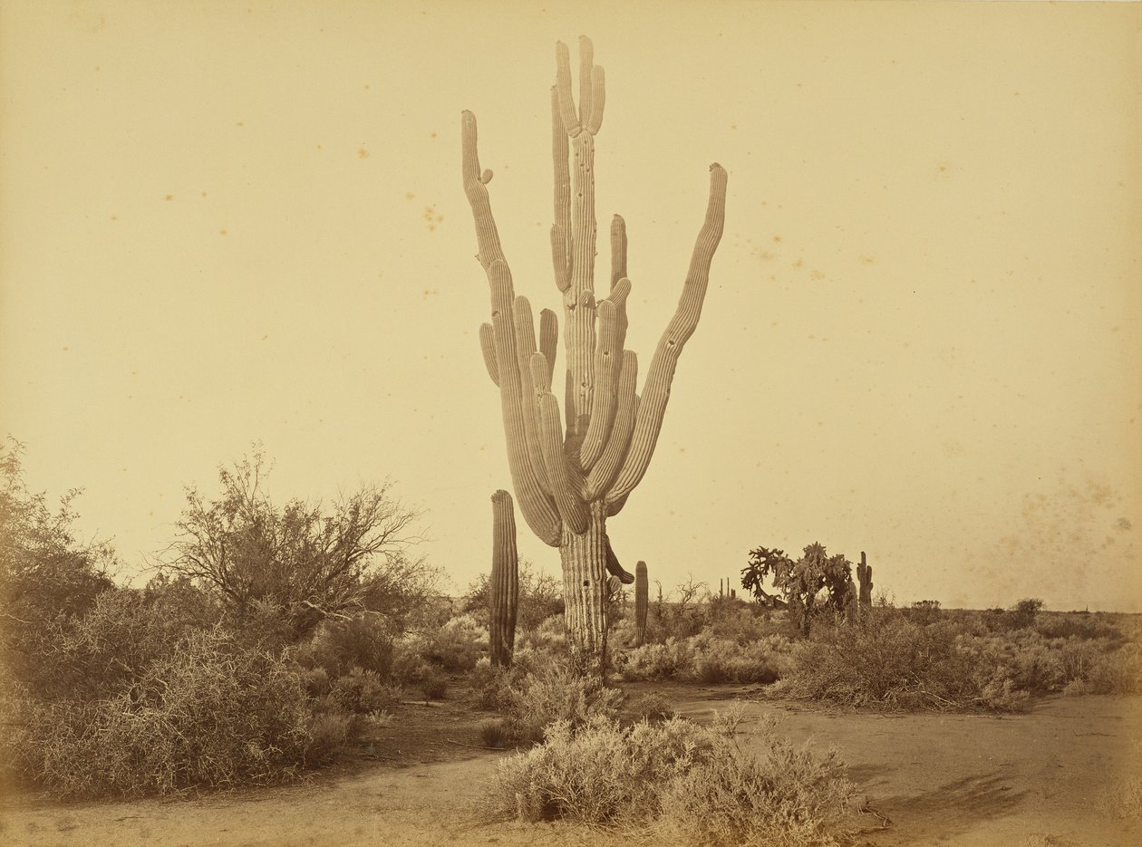 [Cereus giganteus, S.P.R.R., Arizona.] af Carleton Watkins