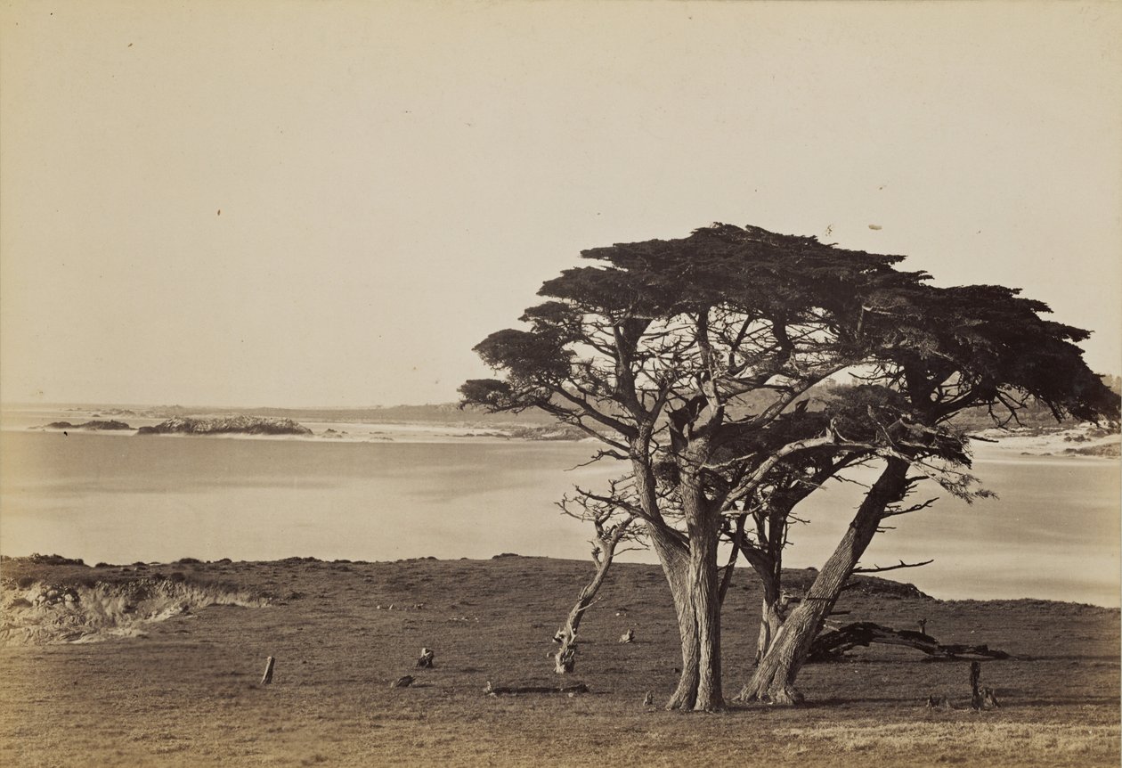Kystudsigt nær Monterey af Carleton Watkins