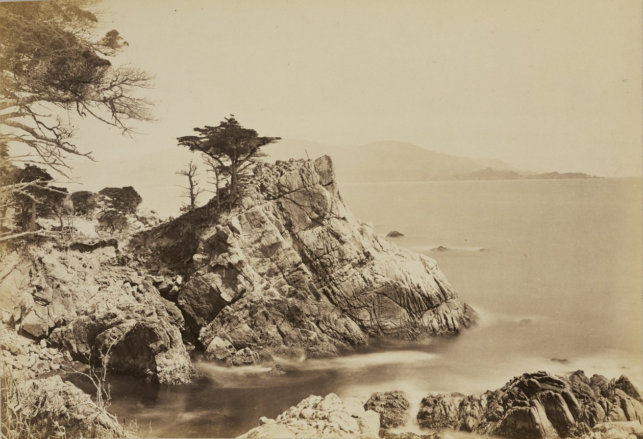 [Cypress Point] af Carleton Watkins