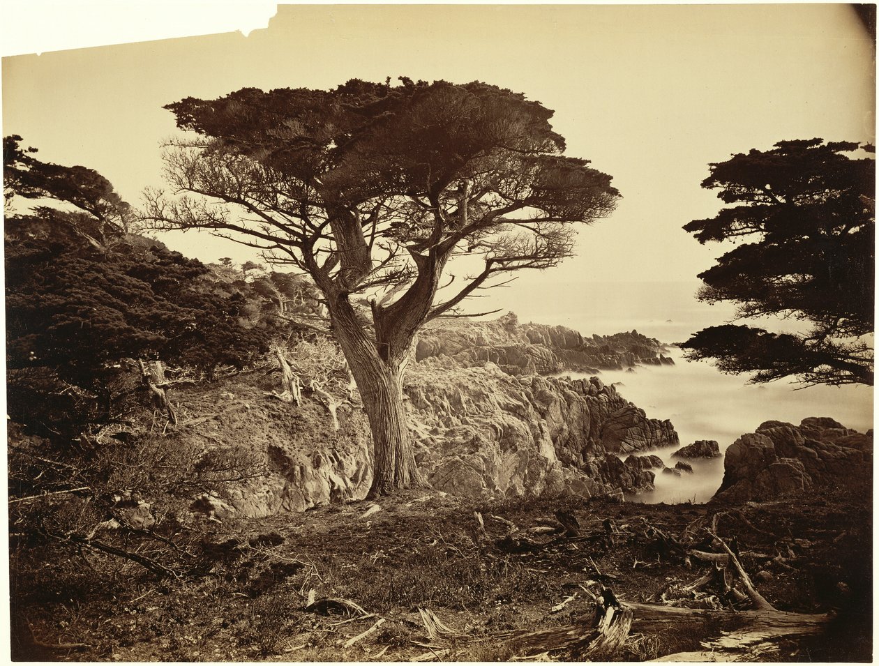 [Cypress Point, Monterey] af Carleton Watkins