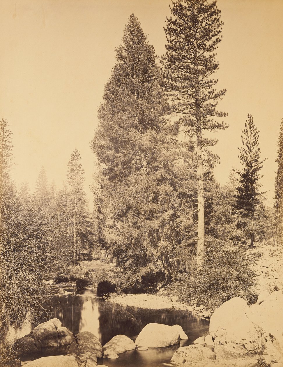 [Douglasgran ved Clarks] / [Douglasgranen] af Carleton Watkins