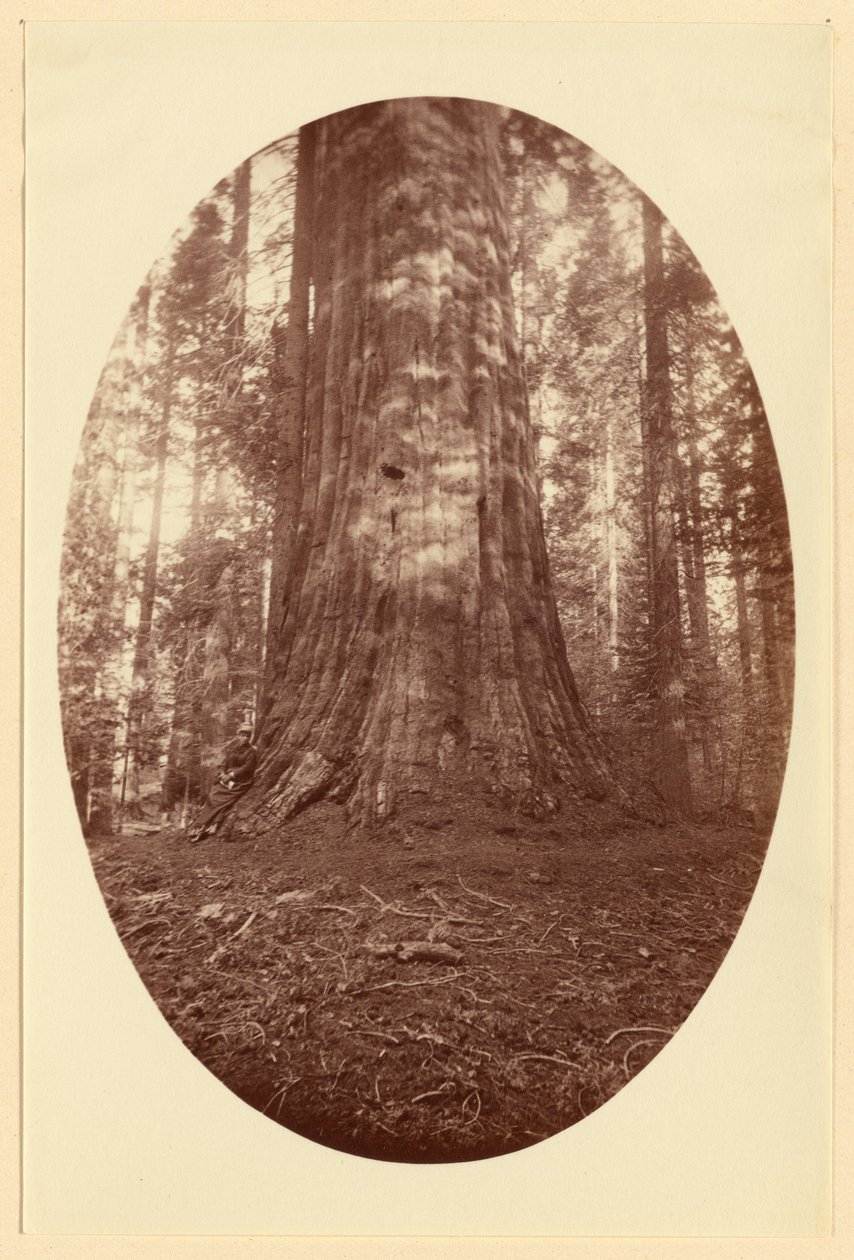 [Empire State Calaveras Grove] af Carleton Watkins