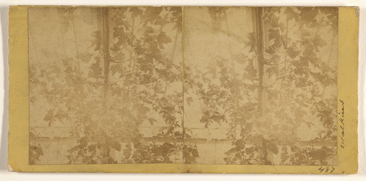 Weinreben af Carleton Watkins