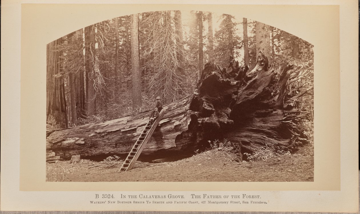 I Calaveras-lunden. Skovens fader af Carleton Watkins