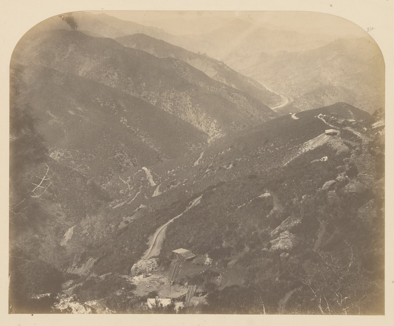 [Josephine og Pine Tree] af Carleton Watkins