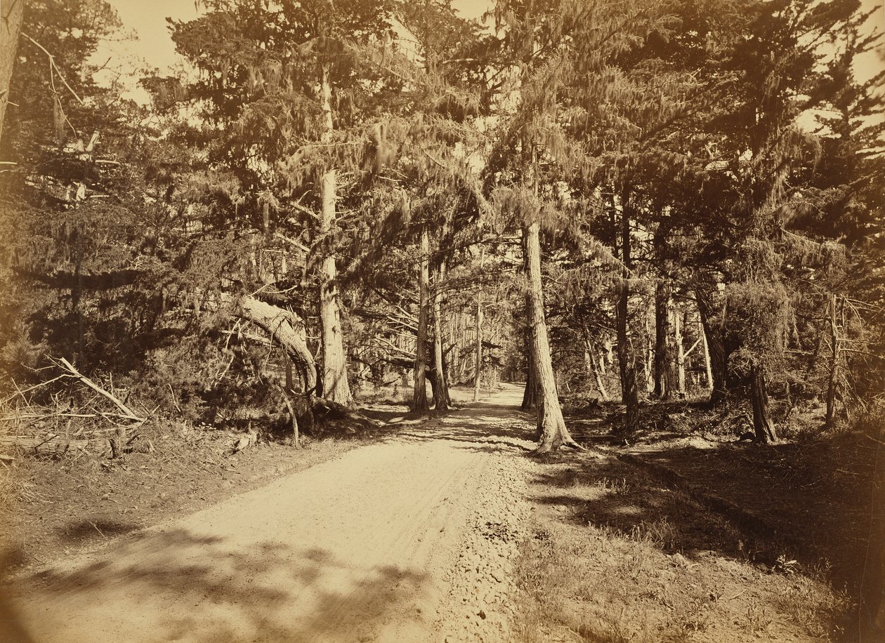 [Monterey, Californien. Moss Avenue, 18 Mile Drive]. af Carleton Watkins