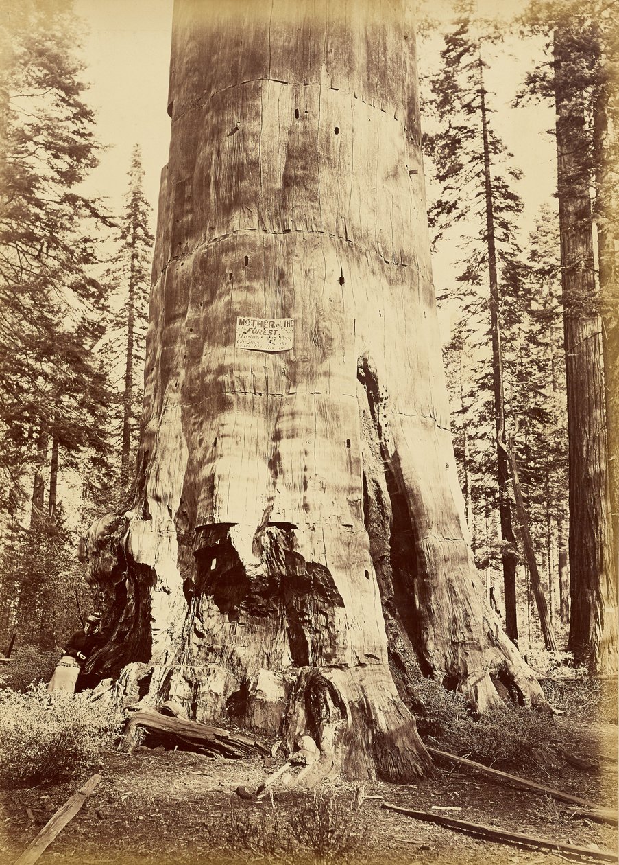 [Skovens moder, 221 fod høj] af Carleton Watkins
