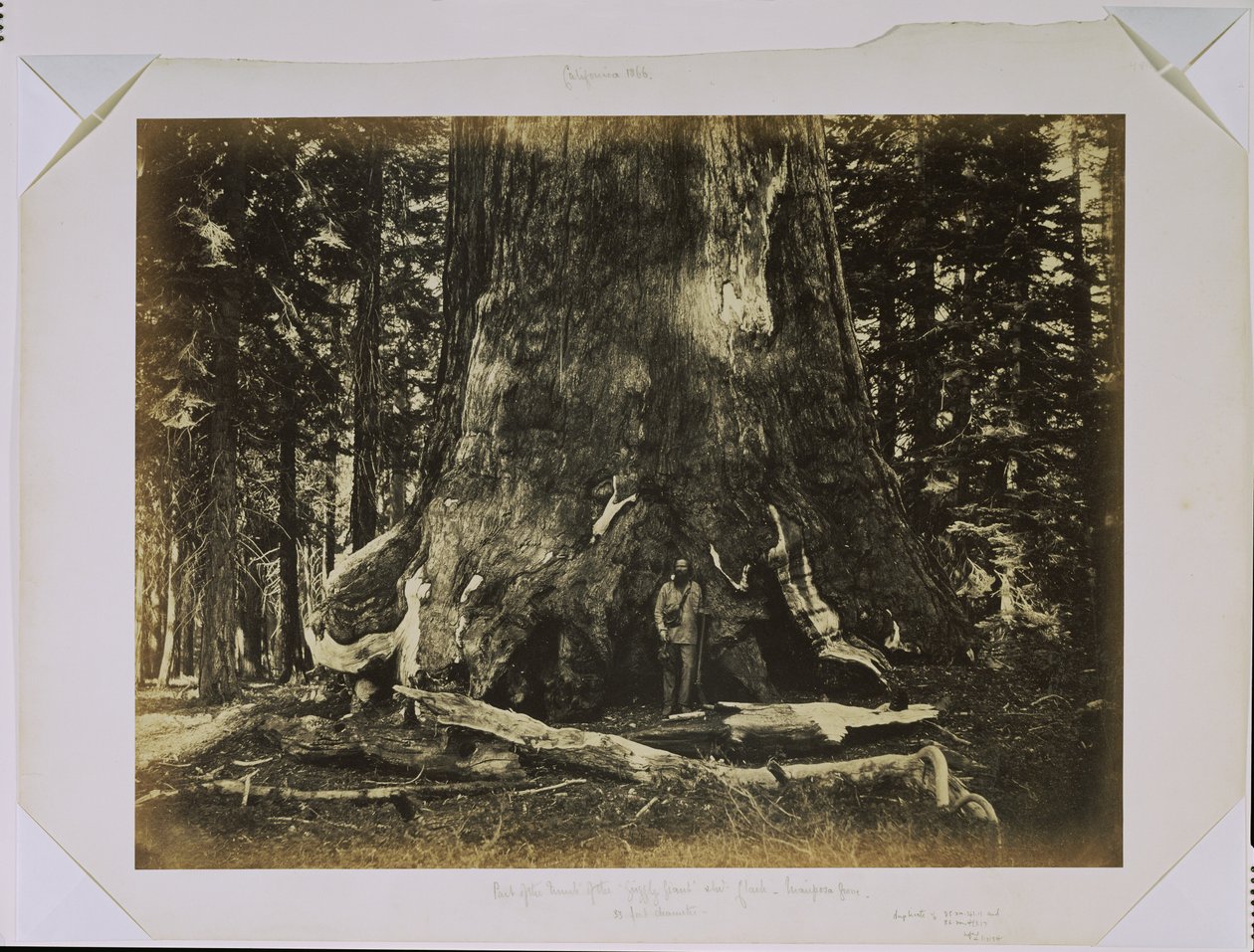 [Del af stammen på "Grizzly Giant" med Clark - Mariposa Grove - 33 fod i diameter] af Carleton Watkins