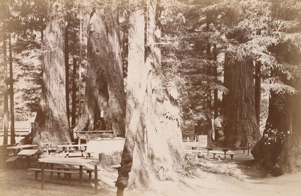 [Picnicbord i en redwoodlund] af Carleton Watkins