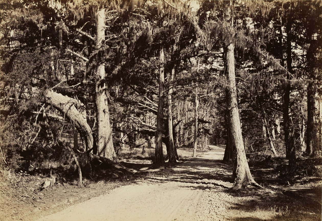 [Vej gennem en cypresslund] af Carleton Watkins