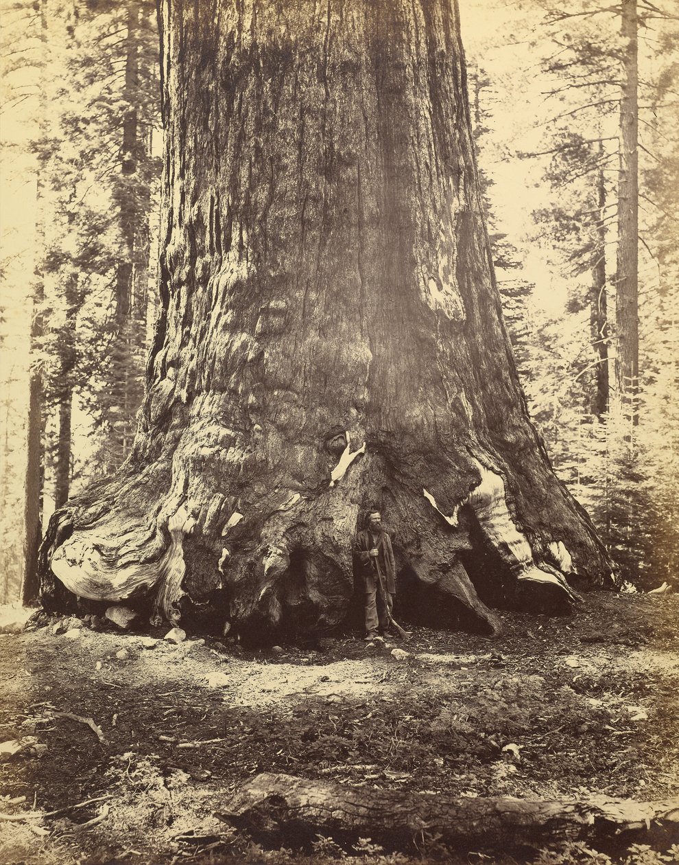 [Sektion af Grizzly Giant] af Carleton Watkins