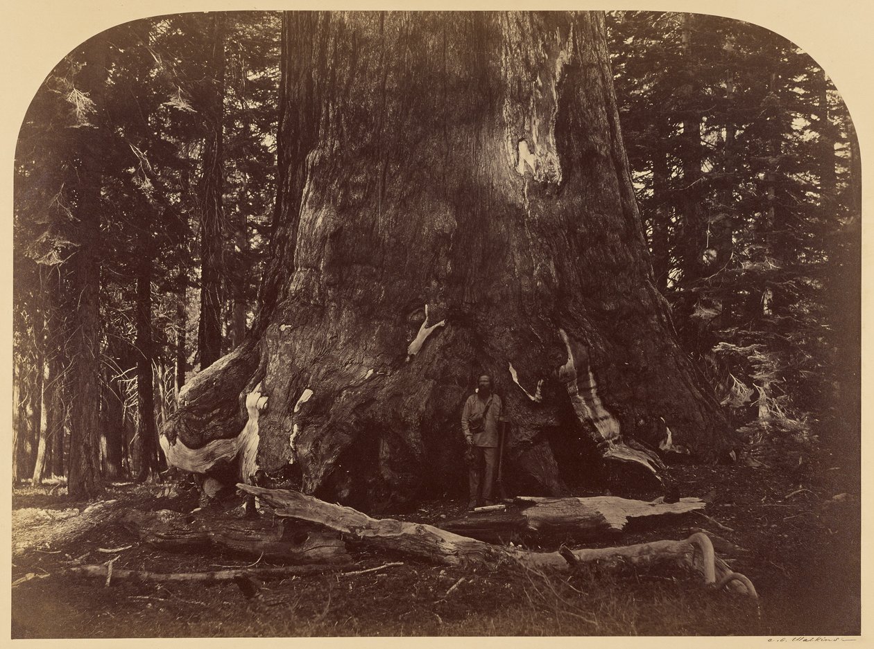 Tværsnit af Grizzly Giant, Mariposa Grove, 33 fod i diameter af Carleton Watkins