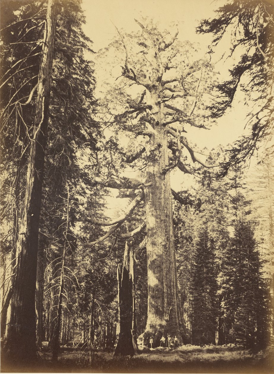 Sequoia gigantea - »Grizzly Giant« - Mariposa Grove af Carleton Watkins