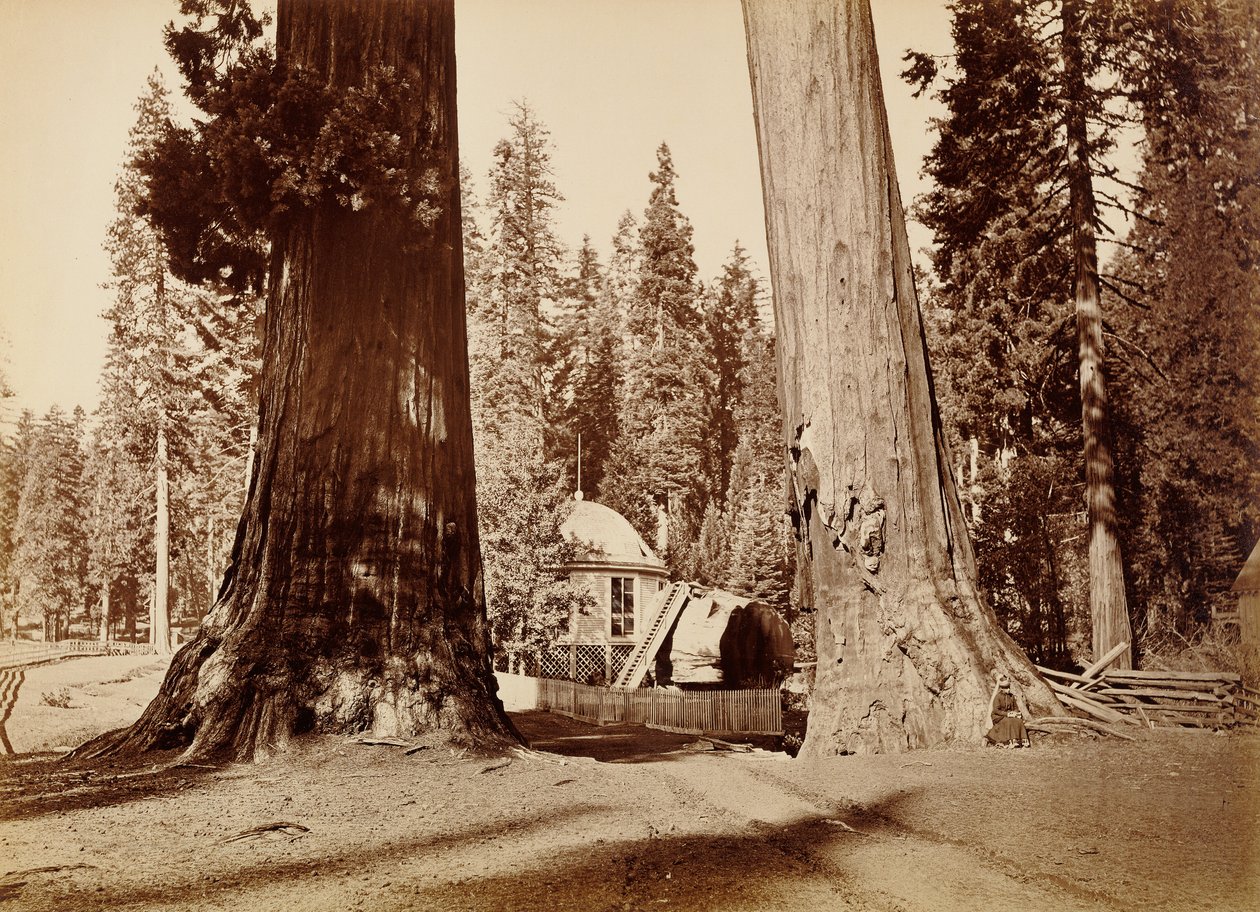 Pavilion-stubben set gennem Sentinel-træerne, Calaveras Grove af Carleton Watkins
