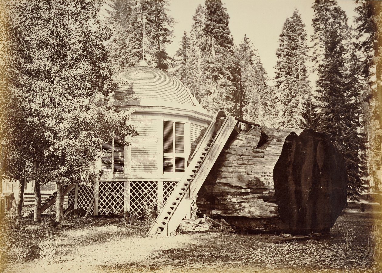 Pavillonen på stubben, 28 fod i diameter af Carleton Watkins