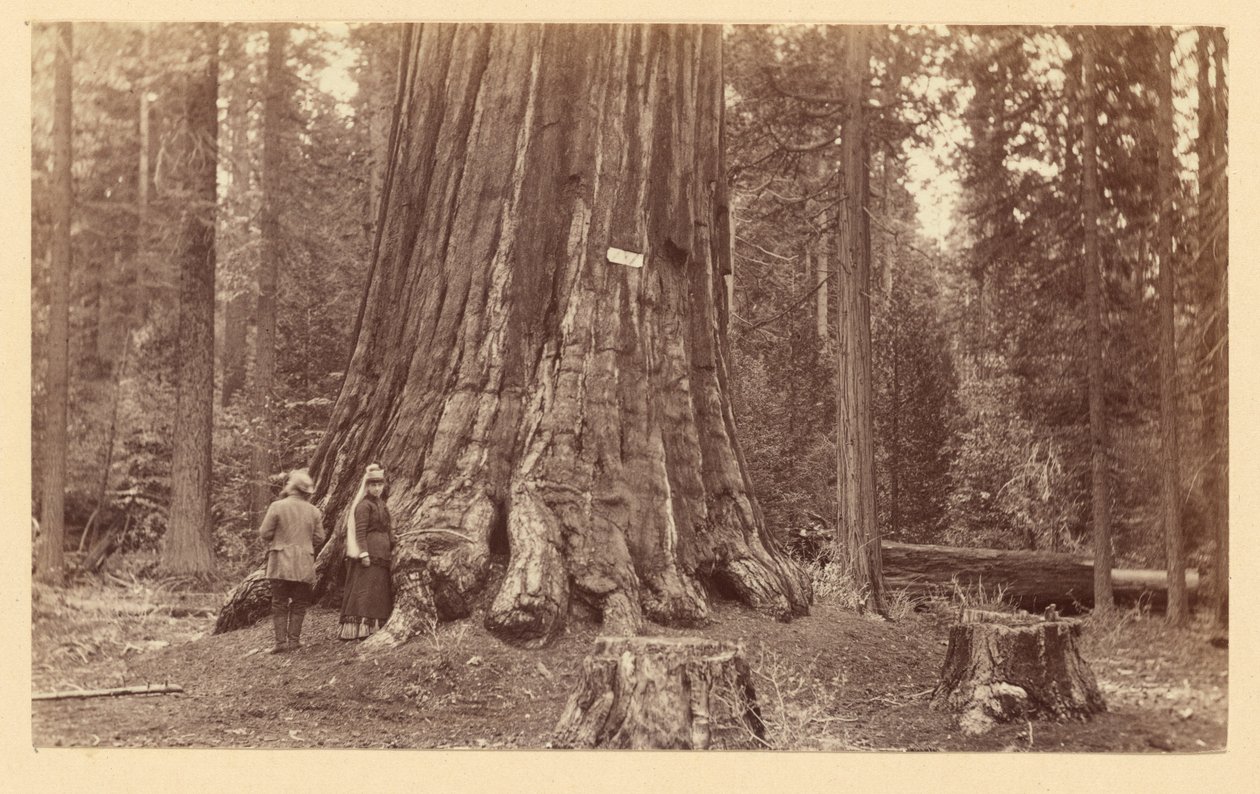 [Skovens stolthed, Calaveras Grove] af Carleton Watkins