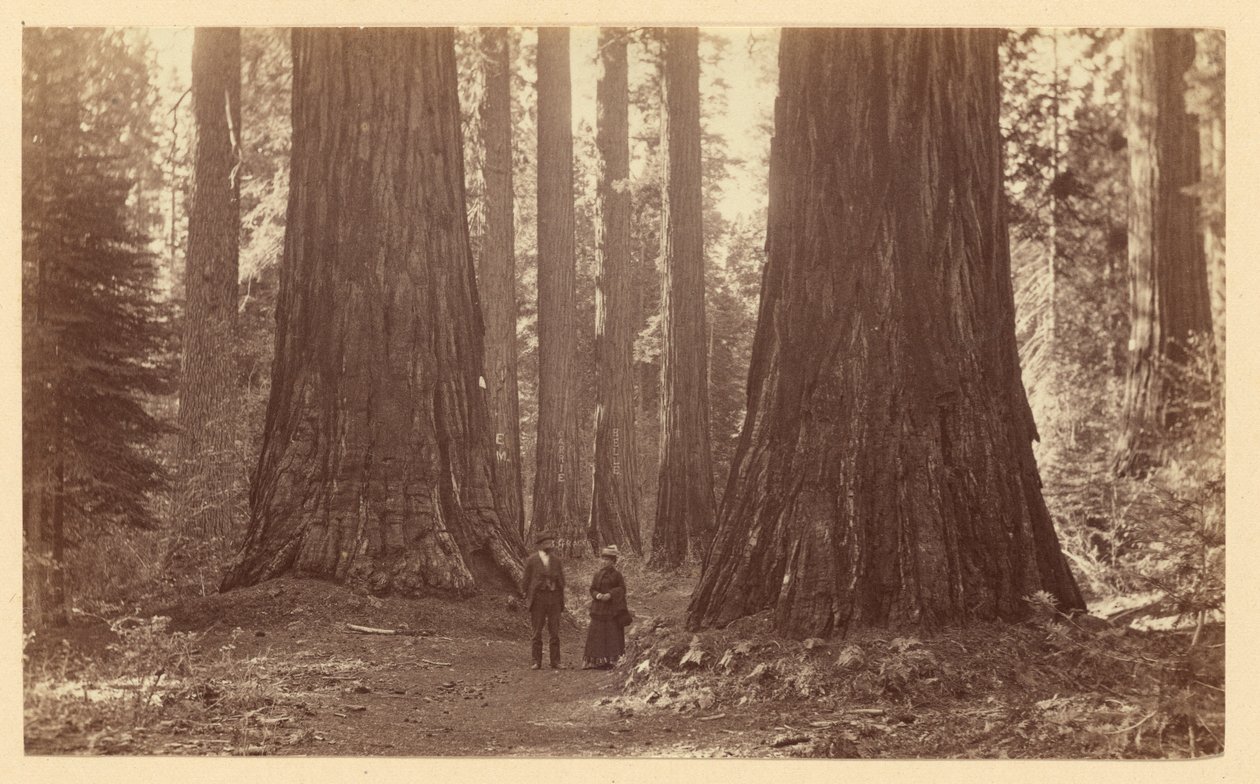 De tre gratier, Calaveras Grove af Carleton Watkins