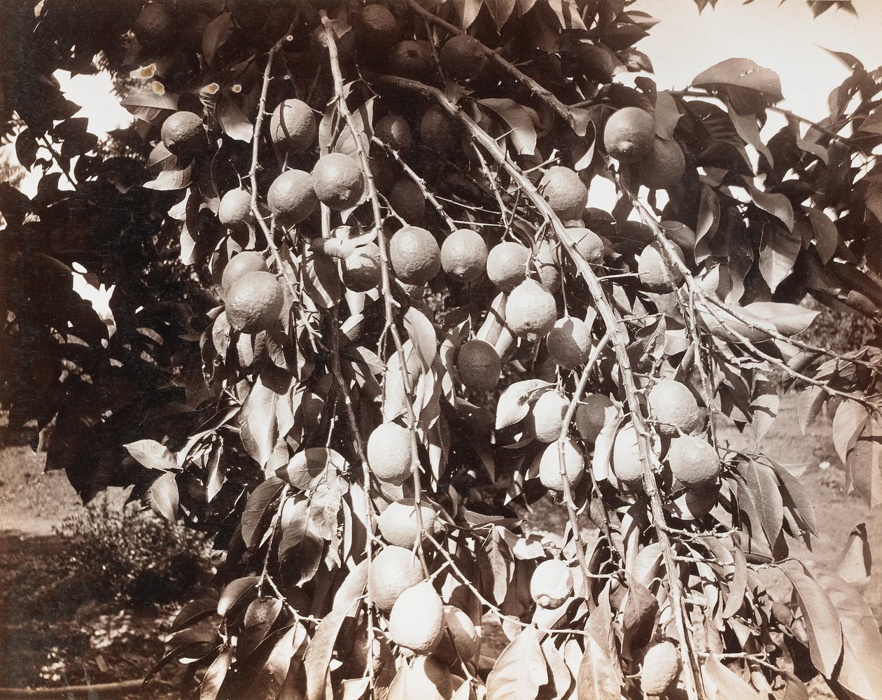 Uden titel [frugt på træ] af Carleton Watkins