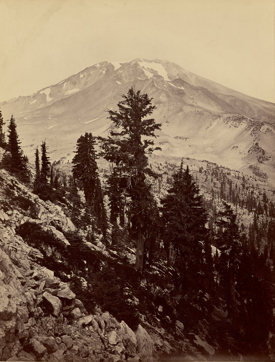 [Williamsonii, Mount Shasta] af Carleton Watkins