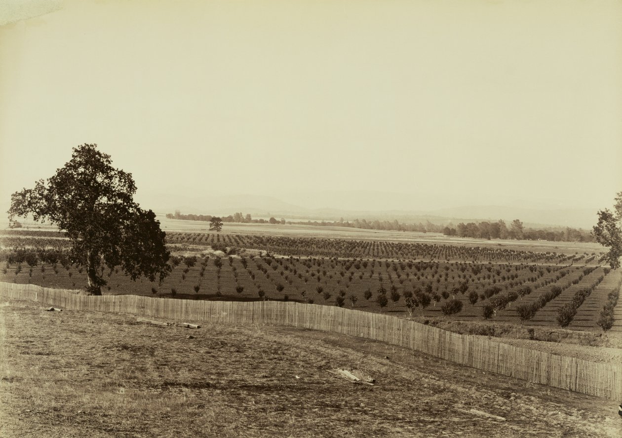[Ung frugtplantage, Palermo, Butte County] af Carleton Watkins