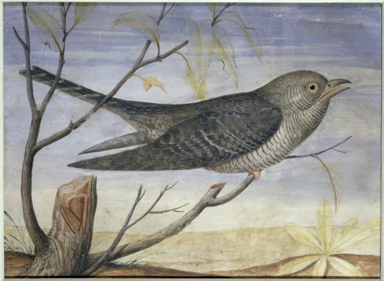 En gøg siddende på en gren (gouache på vellum) (for par se 228156) af Carlo Battaglia
