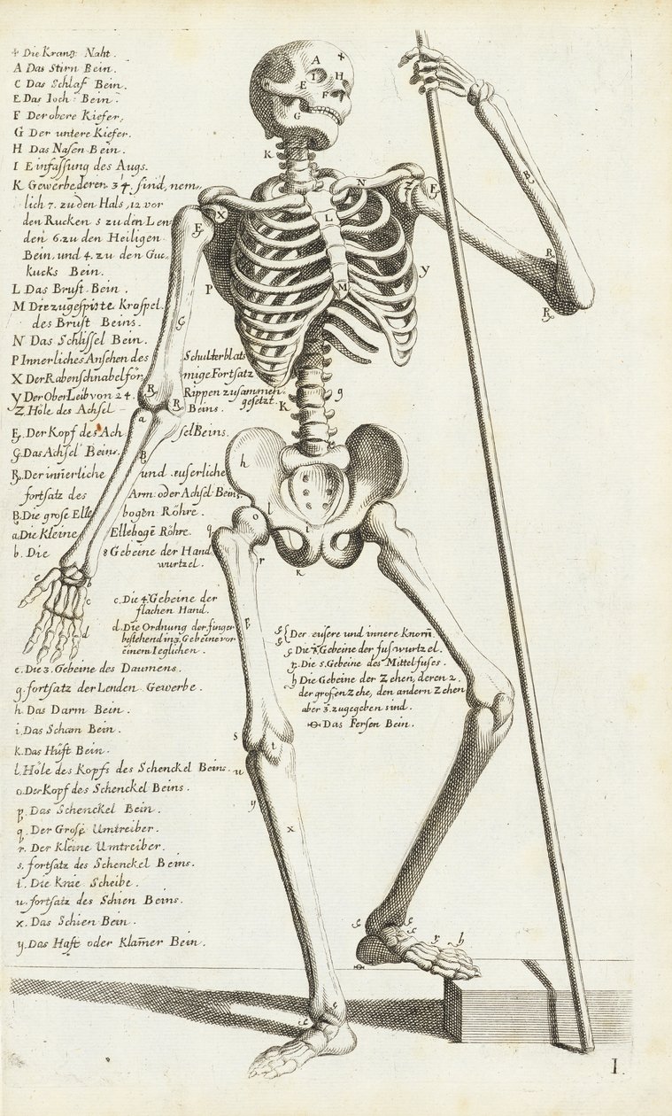 Anatomisk undersøgelse af det menneskelige skelet af Carlo Cesi af Carlo Cesi