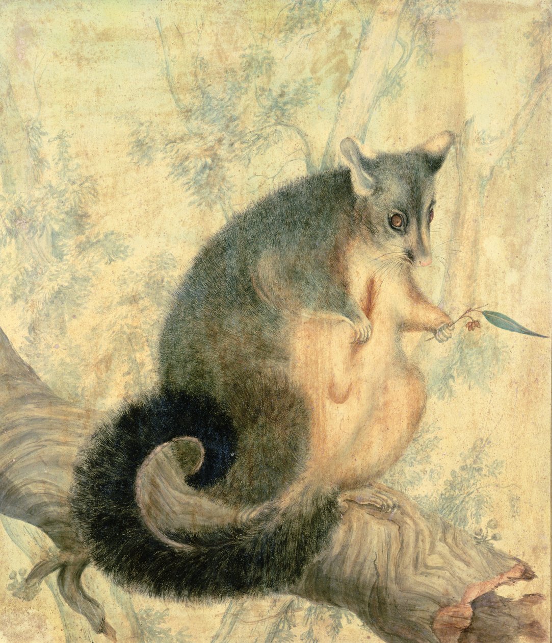 The Possum af Caroline Louisa Atkinson