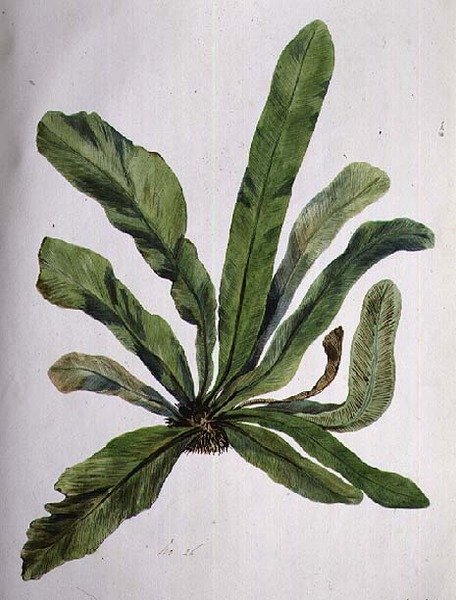 Aspidistra, 1800-tallet af Caroline Louisa Meredith