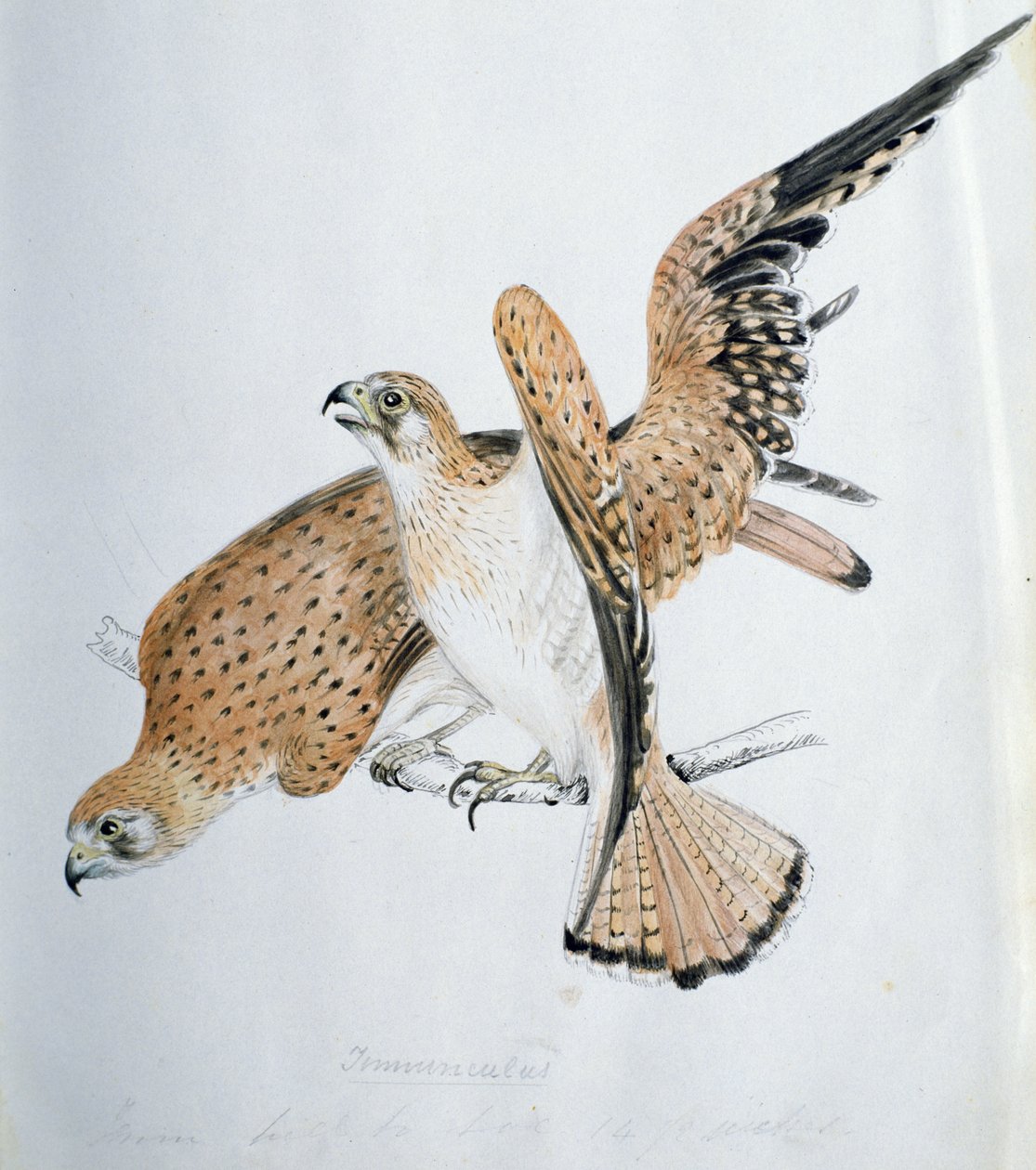 Rovfugle, 1800-tallet af Caroline Louisa Meredith