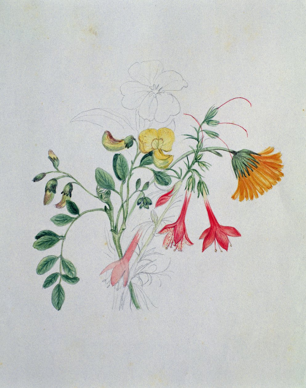 Kost og morgenfruer af Caroline Louisa Meredith