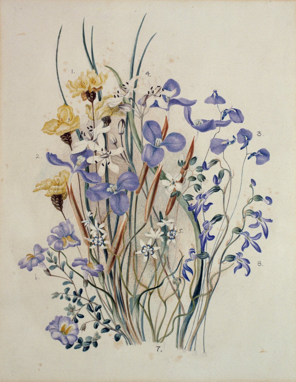 Forårsblomster, 1800-tallet af Caroline Louisa Meredith