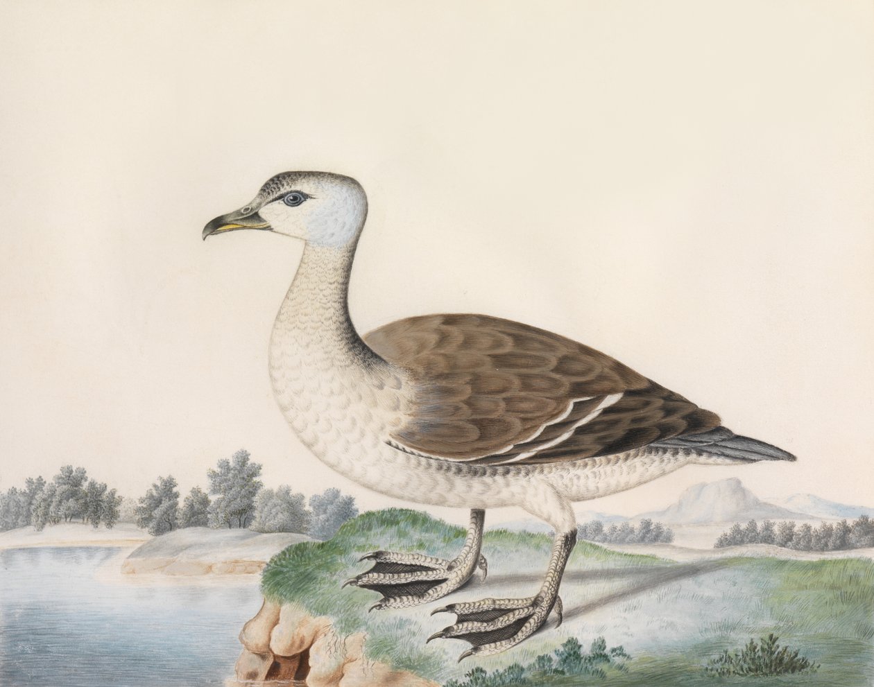 Java Duck (akvarel på vellum, indskrevet med titel) af Caroline Conyers