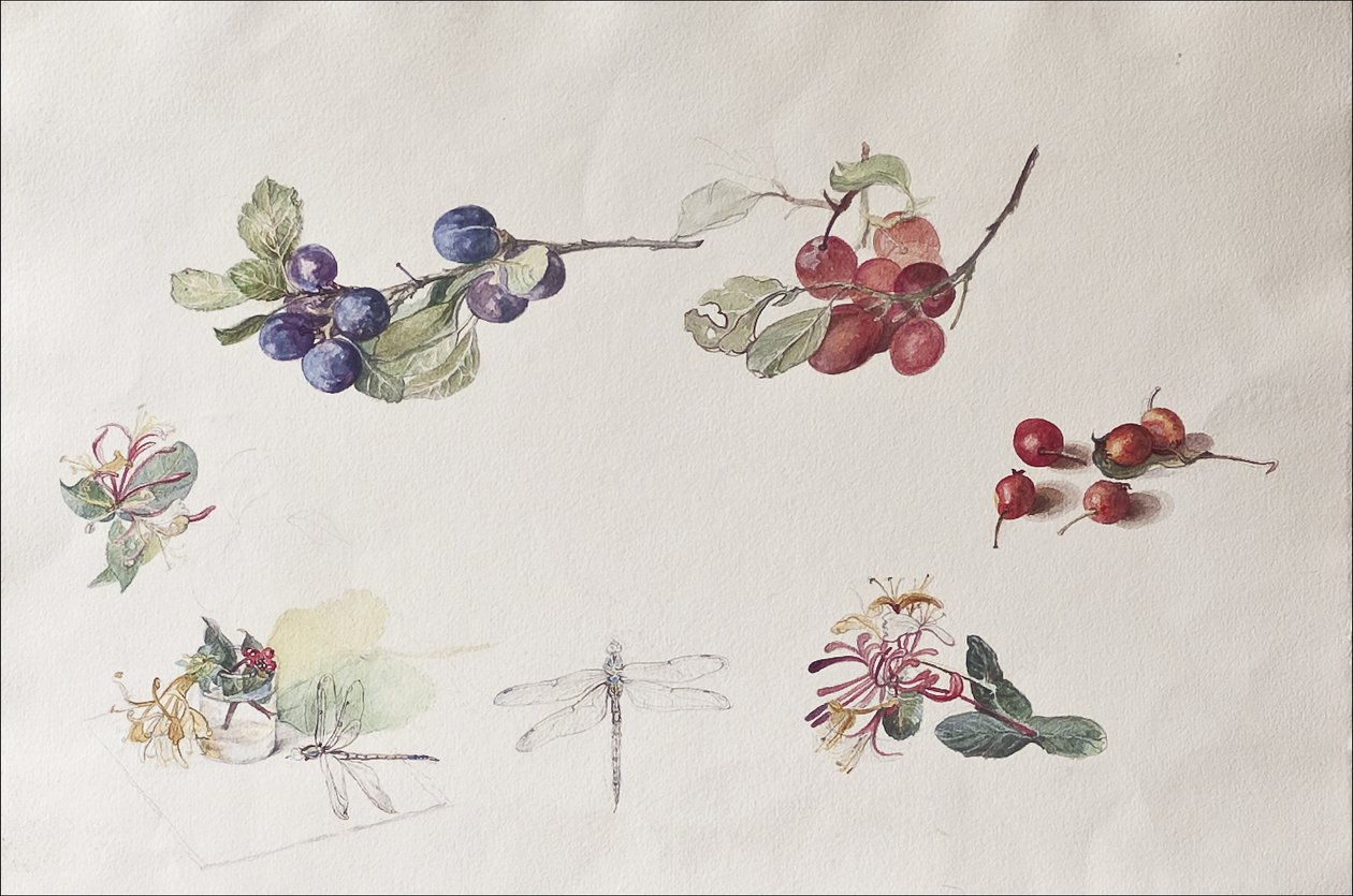 Efterårsfrugter og -blomster, 2007 (wc på papir) af Caroline Hervey Bathurst