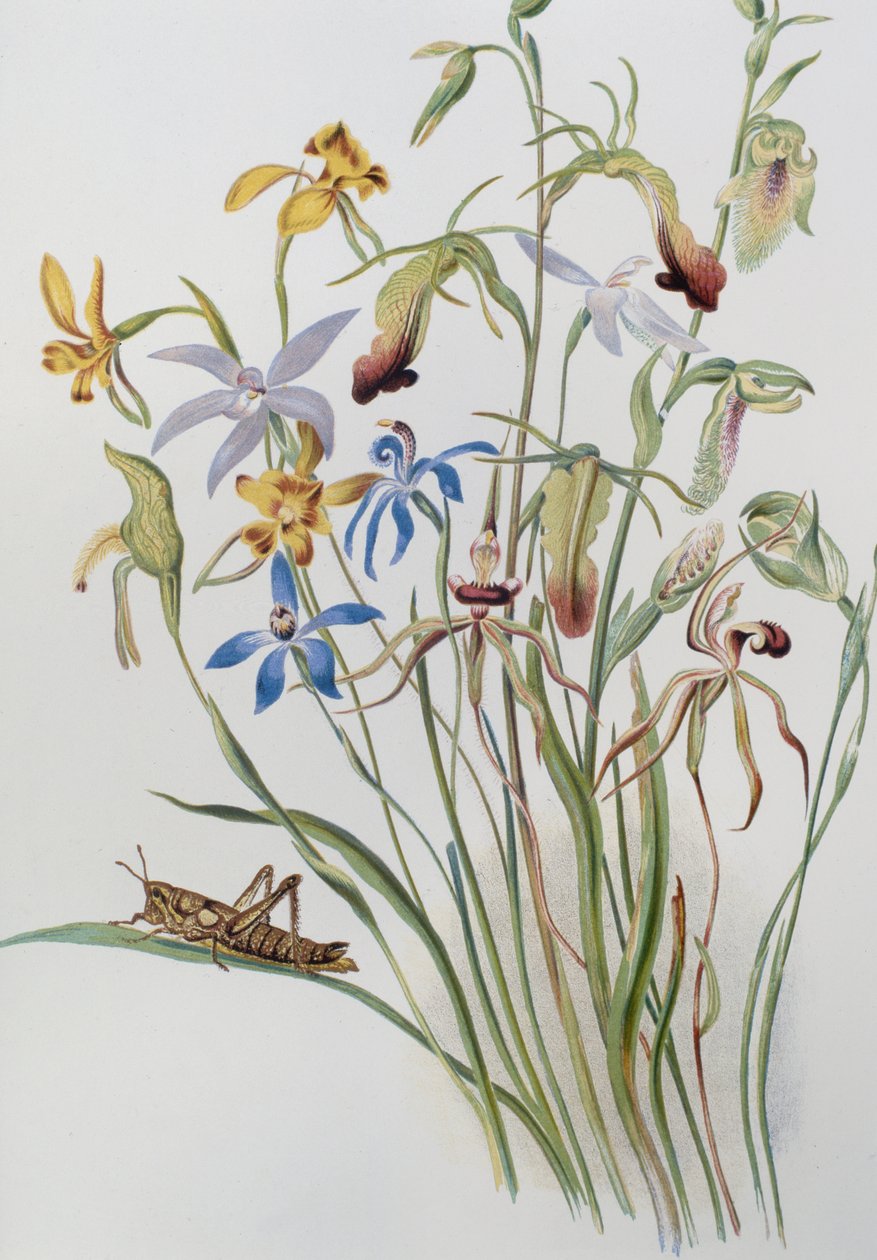 Iris og Blue Speedwell af Caroline Louisa Meredith