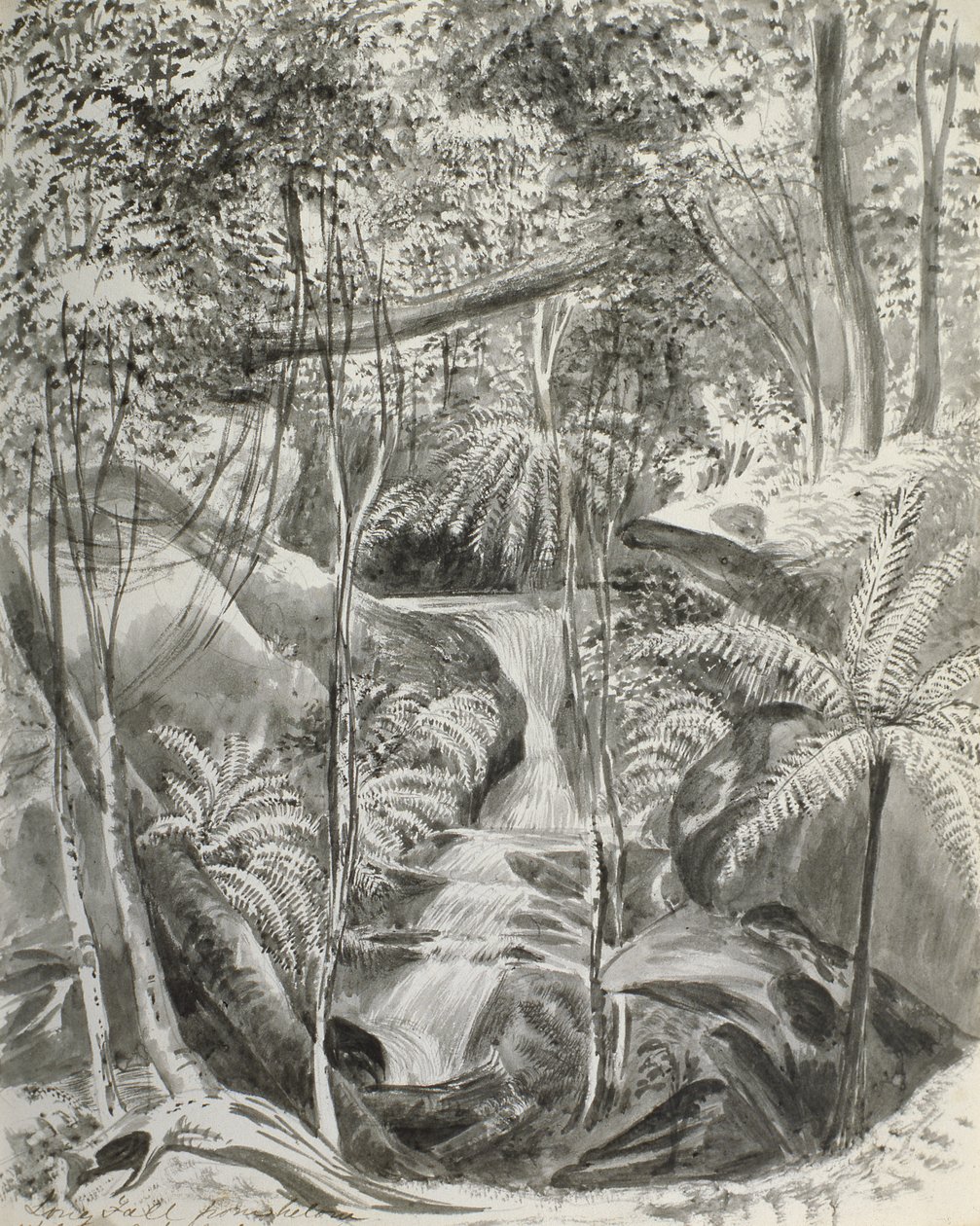 Junglestudie, 1800-tallet af Caroline Louisa Meredith