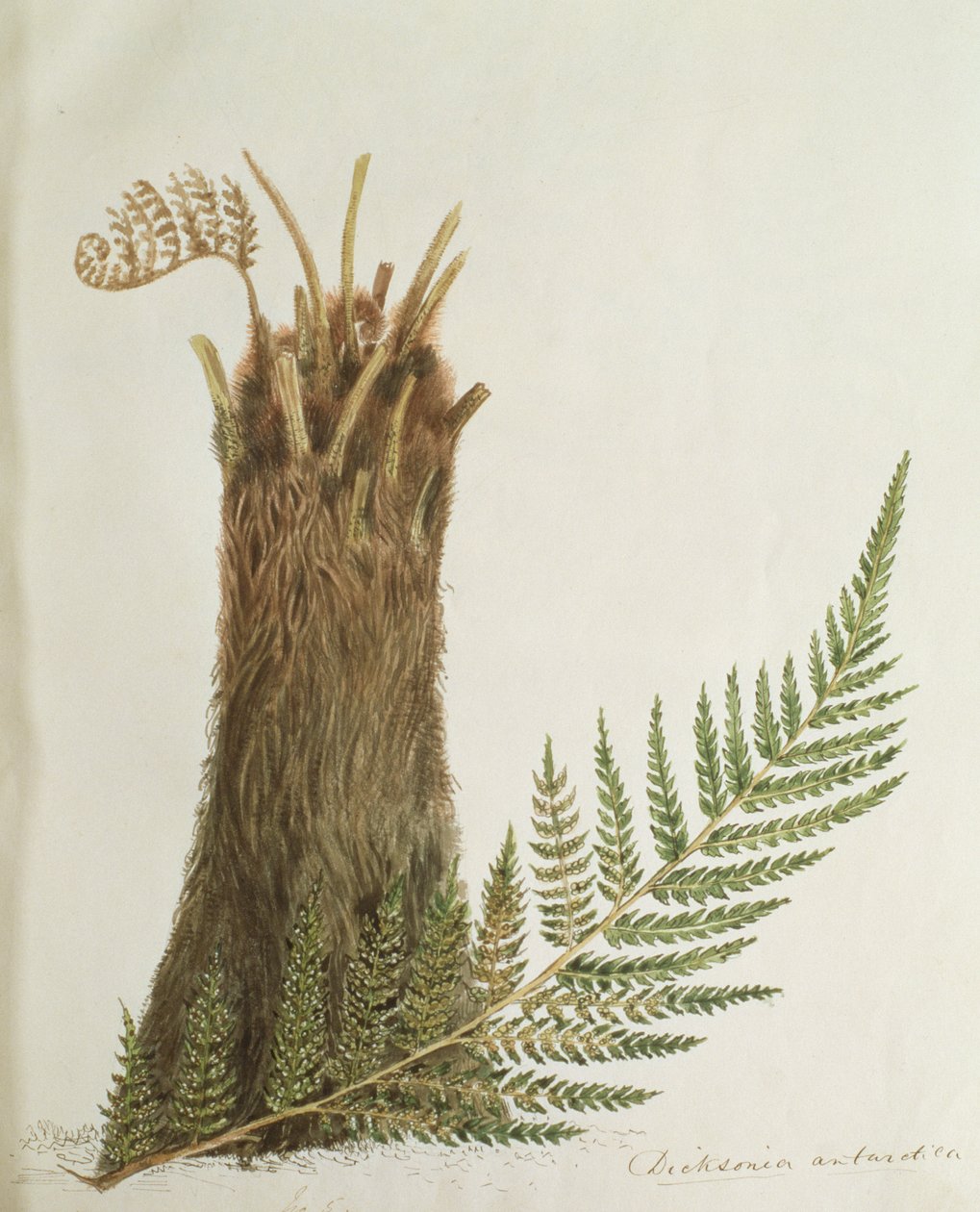 Studie af en bregne, 1800-tallet af Caroline Louisa Meredith