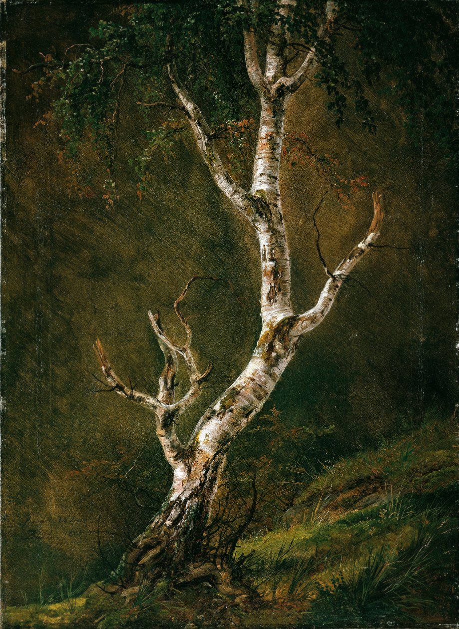 Studie af et birketræ af Caspar David Friedrich