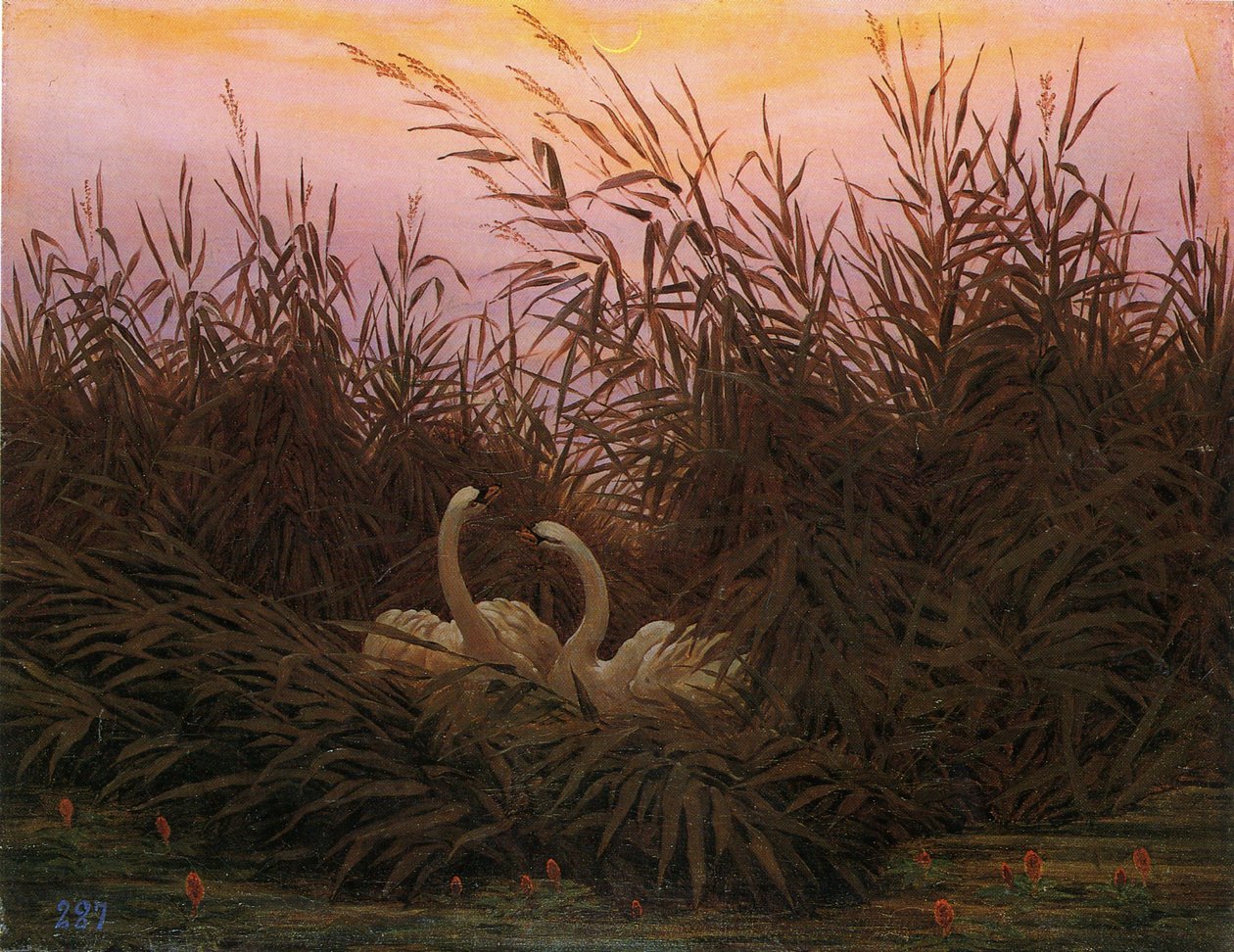 Tysk: Schwäne im Schilf beim ersten Morgenrot Svaner i sivene ved det første daggry af Caspar David Friedrich