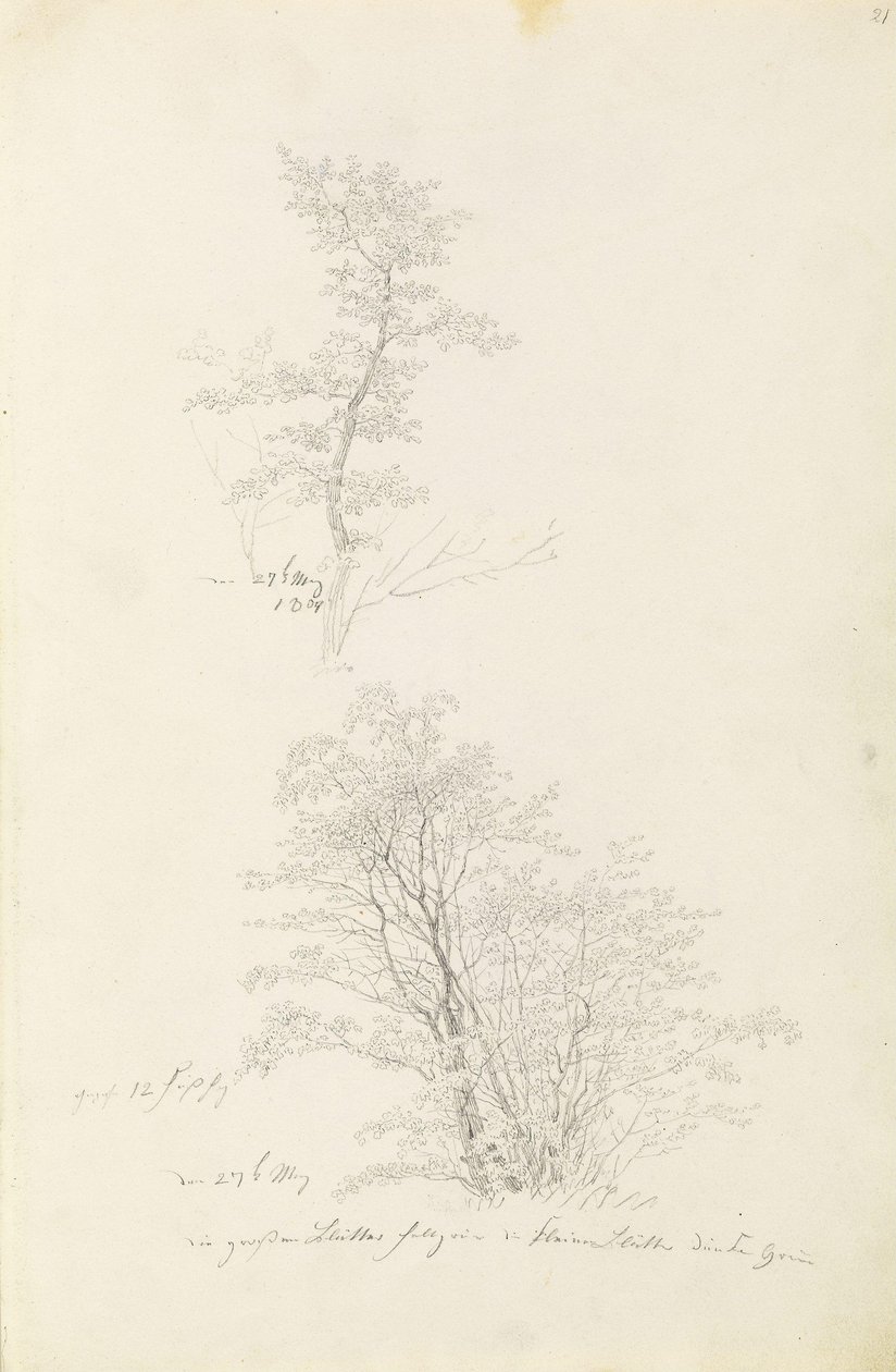 Gruppe af unge træer af Caspar David Friedrich