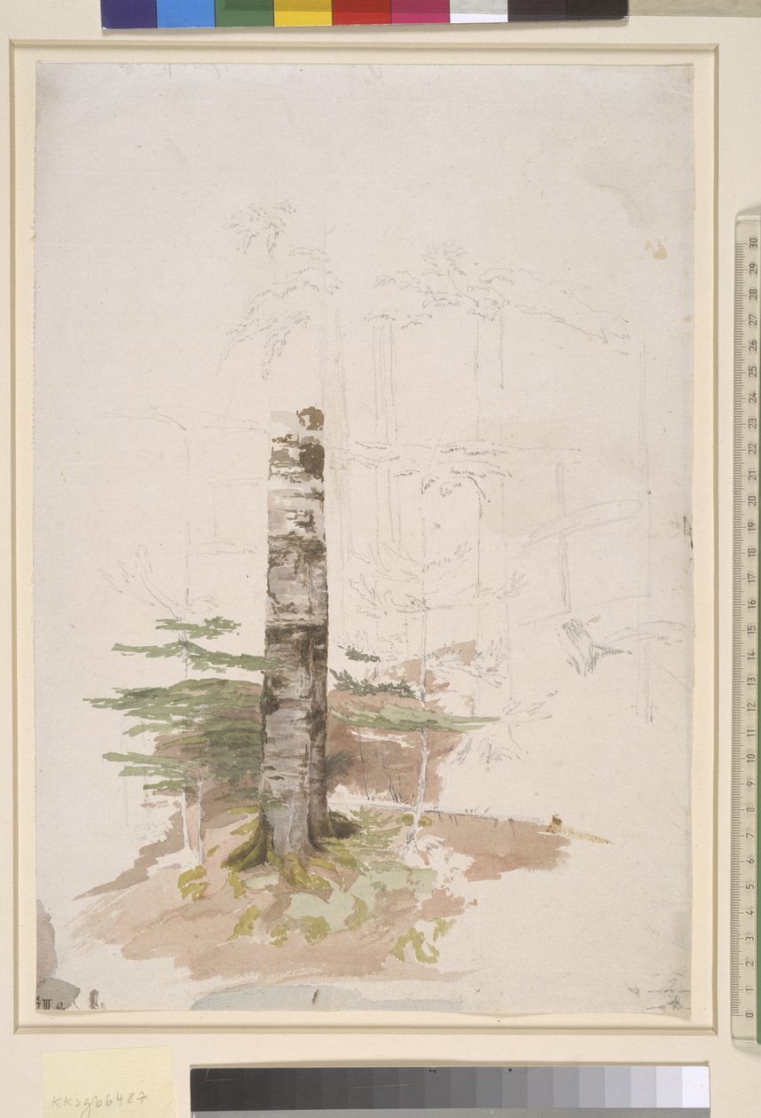 Studie fra det indre af en nåletræskov af Caspar David Friedrich