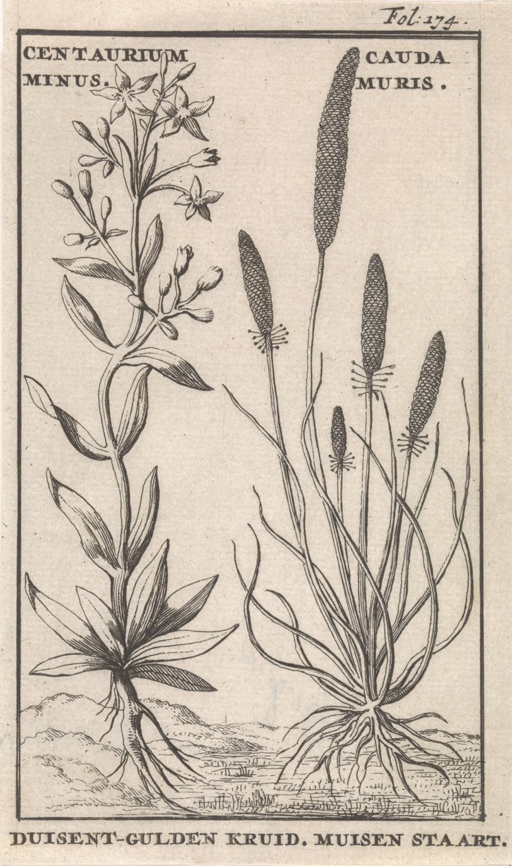 Centaury og musehale Centaurium minus. Cauda MurisDuisent-Gylden Urt. Musehale (titel på objekt) af Caspar Luyken