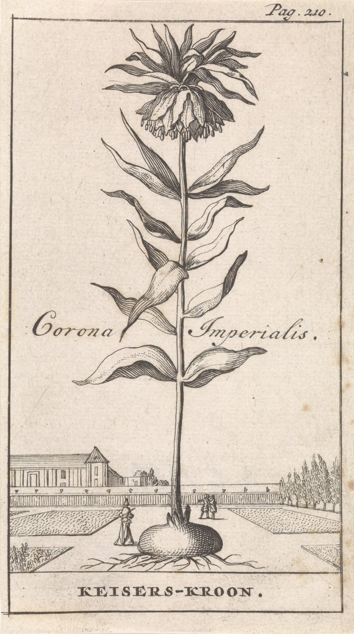 Kejserlig krone Corona Imperialis / Imperial Crown (titel på objektet) af Caspar Luyken