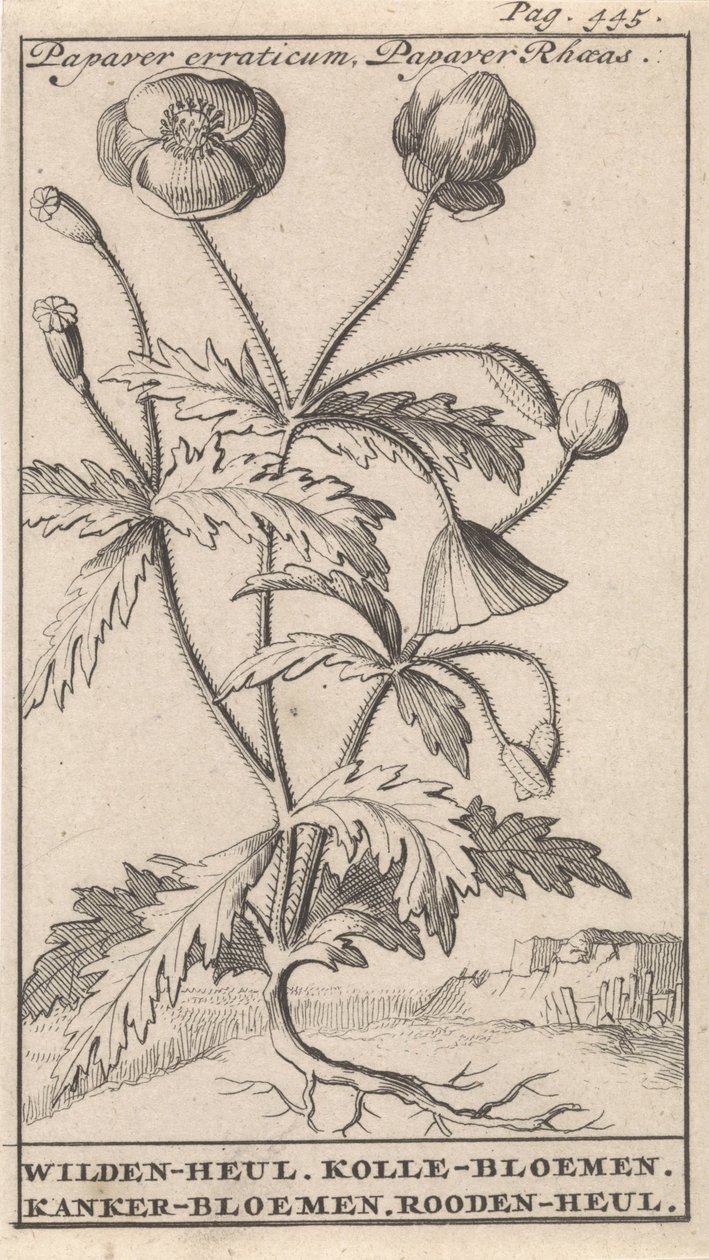 Valmue Papaver erraticum, Papaver Rhoeas / Wilden-heul. Kolle blomster. Kræft blomster. Roodenheul (titel på objekt) af Caspar Luyken