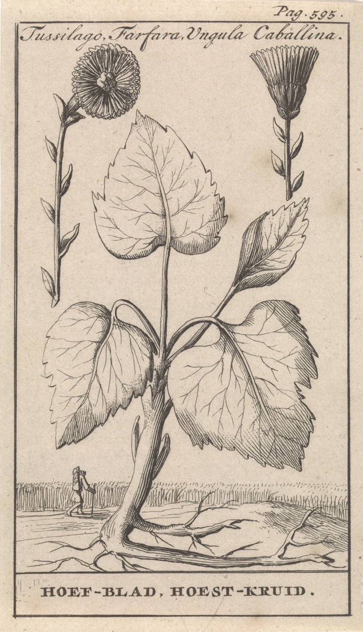 Følfod med hosteurt Tussilago, Farfara, Ungula Caballina / Klovblad, Hosteurt (titel på objekt) af Caspar Luyken